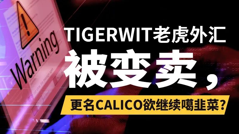 TigerWit老虎外汇被变卖，更名Calico欲继续噶韭菜?